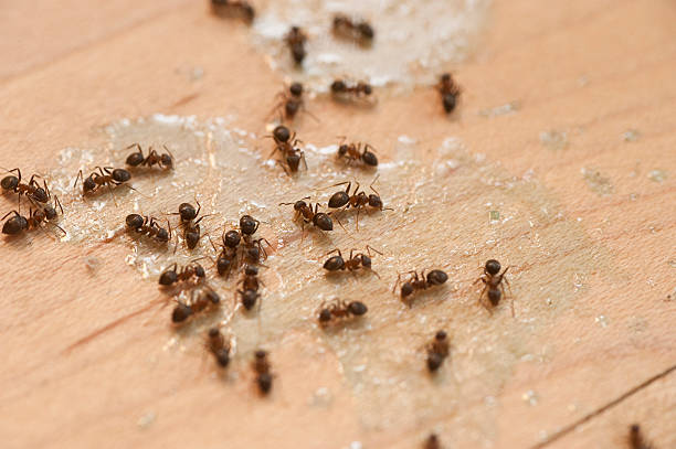 Best Commercial Pest Control Services  in Tokeneke, CT