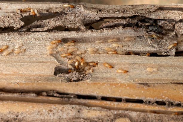 Best Exterminator Services  in Tokeneke, CT