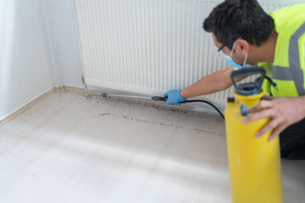 Best Flea Control Services  in Tokeneke, CT